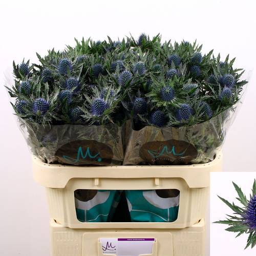 Distel blau Aquarius Questar 70cm