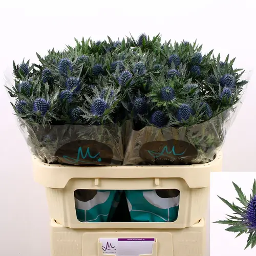 Distel blau Aquarius Questar 70cm