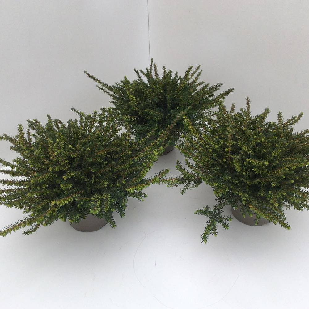 Erica Darleyensis rot Kramer's T13 H025