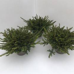 Erica Darleyensis rot Kramer's T13 H025