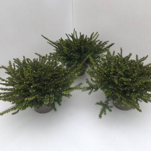 Erica Darleyensis rot Kramer's T13 H025