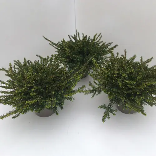 Erica Darleyensis rot Kramer's T13 H025