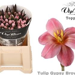 Tulpe braun gefärbt Gypsy brown 32 Gramm