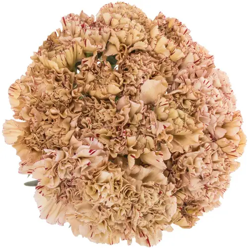 Nelke creme/lila Viper 65cm