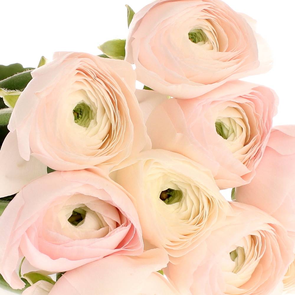 Ranunkel rosa Cloni Hanoi Super 40cm