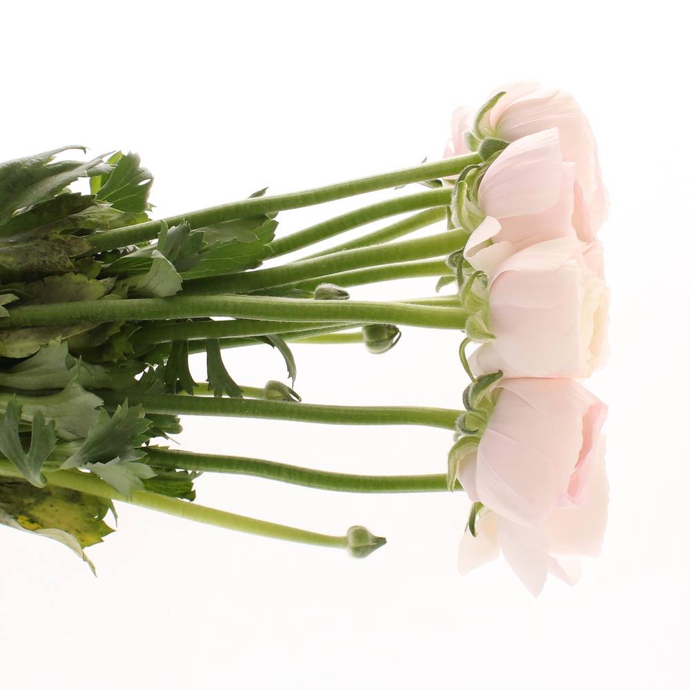 Ranunkel rosa Cloni Hanoi Super 40cm