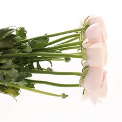 Ranunkel rosa Cloni Hanoi Super 40cm