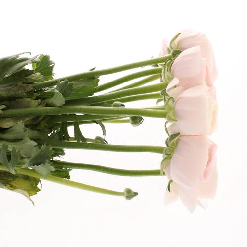 Ranunkel rosa Cloni Hanoi Super 40cm