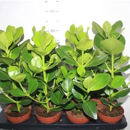 Clusia Schnapch. von Uhr T12 H040