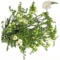 Freesie weiss gefüllt Belleville 26 Gramm