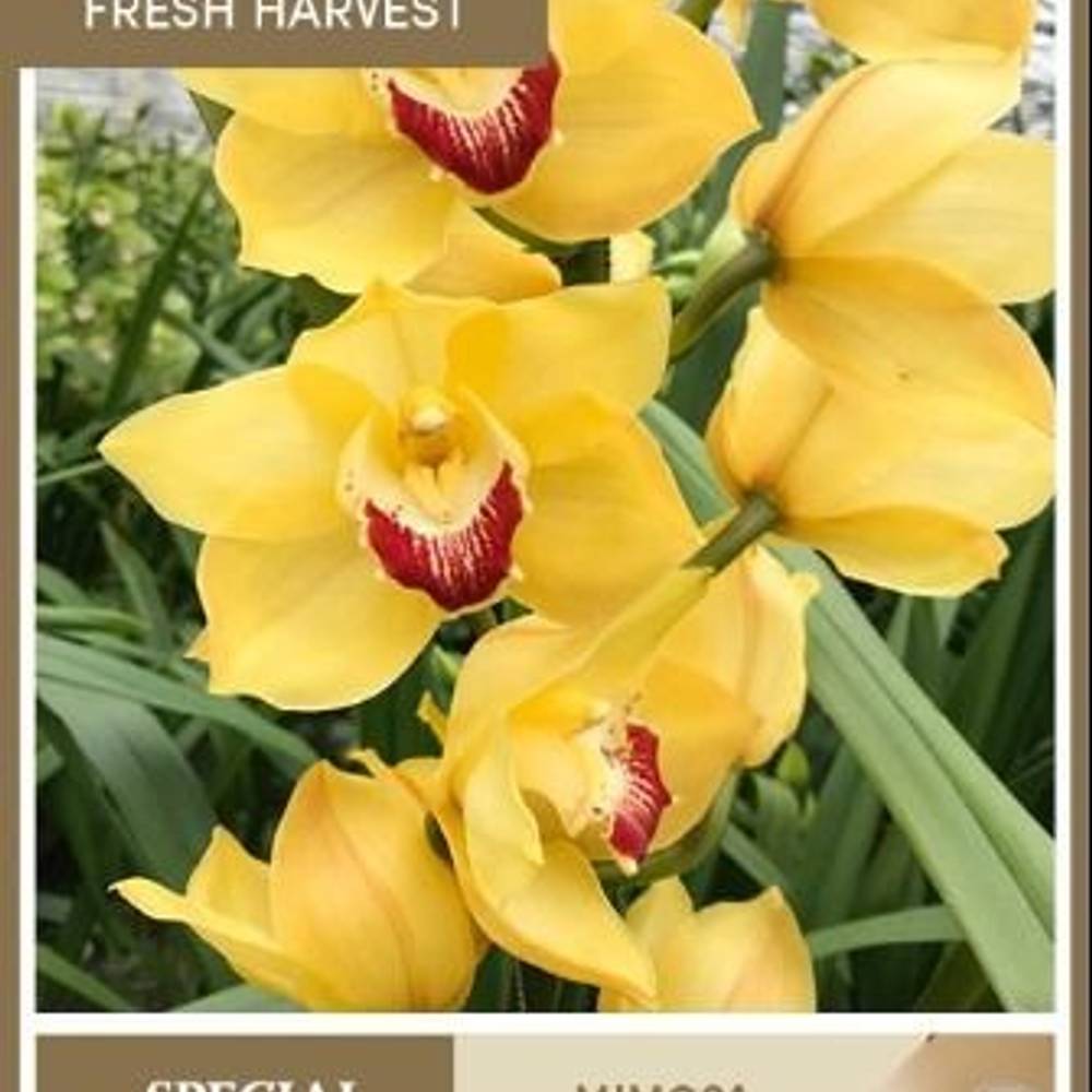 Cymbidium gelb Mimosa 80cm 13+Blüte