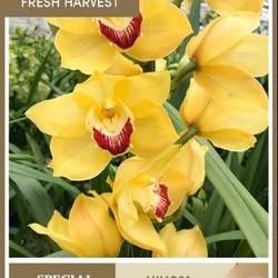 Cymbidium gelb Mimosa 80cm 13+Blüte