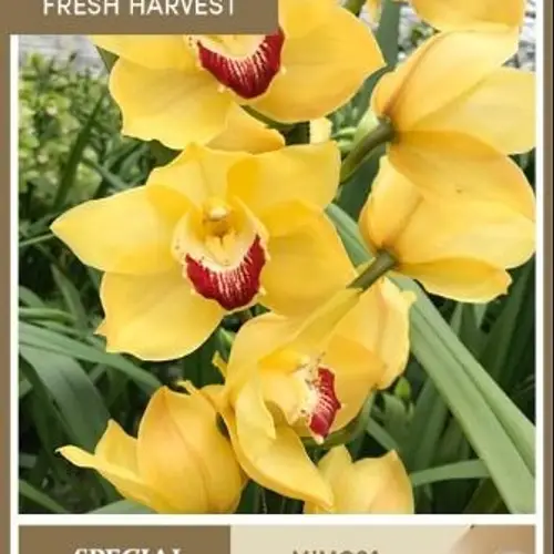 Cymbidium gelb Mimosa 80cm 13+Blüte