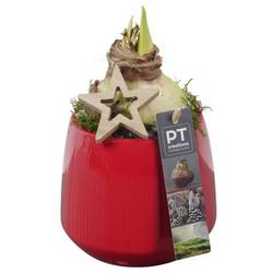 Amaryl.Arr PTACH5809 rote Bl. Weihnachten T12 H021