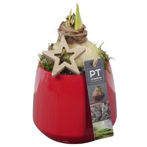 Amaryl.Arr PTACH5809 rote Bl. Weihnachten T12 H021