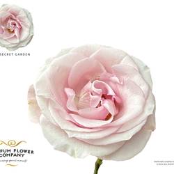 Rose rosa Secret Garden 60cm