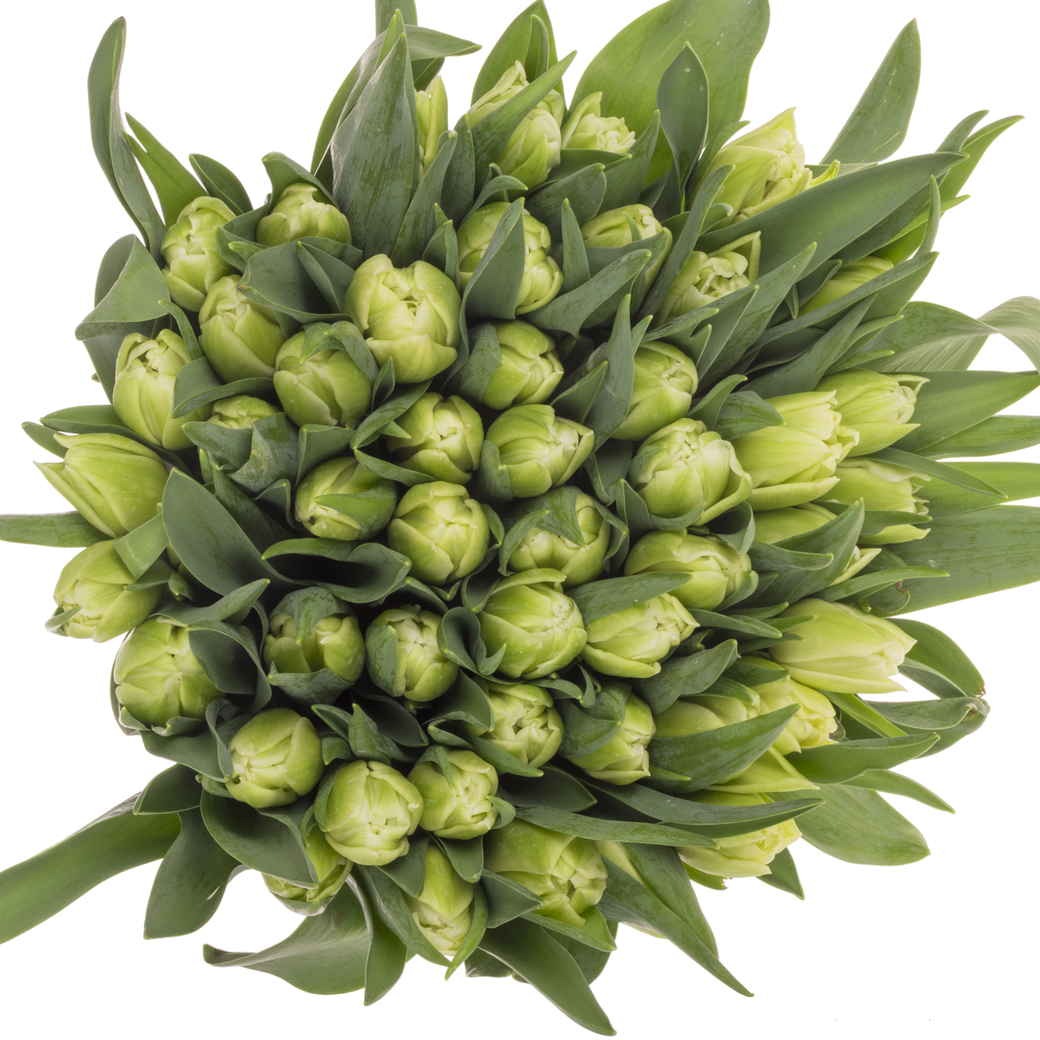 Tulpe creme doppel Avant Garde 32 Gramm