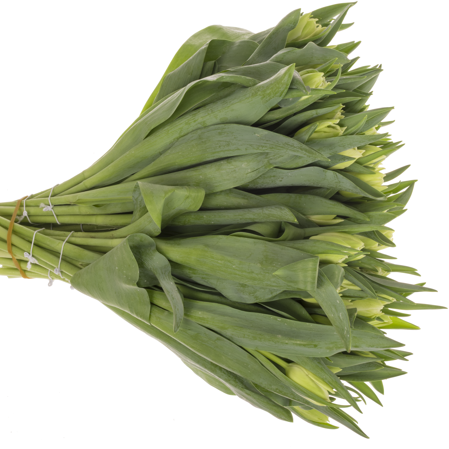 Tulpe creme doppel Avant Garde 32 Gramm