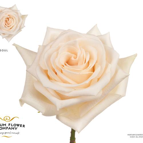 Rose creme premium Soul 50cm