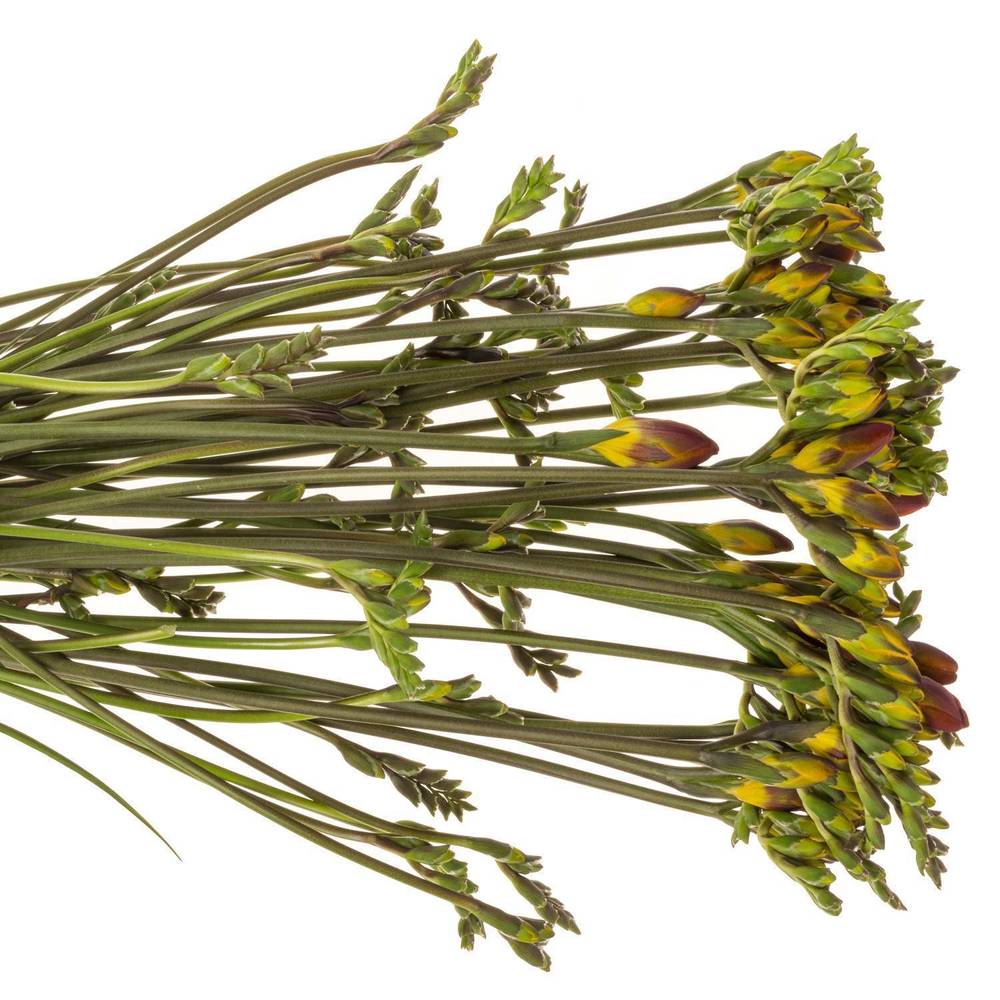 Freesie rot Ruby 16 Gramm