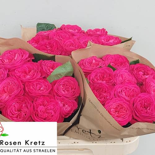 Rose rosa Girlfiend 60cm