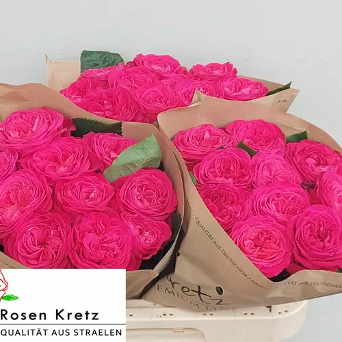 Rose rosa Girlfiend 60cm