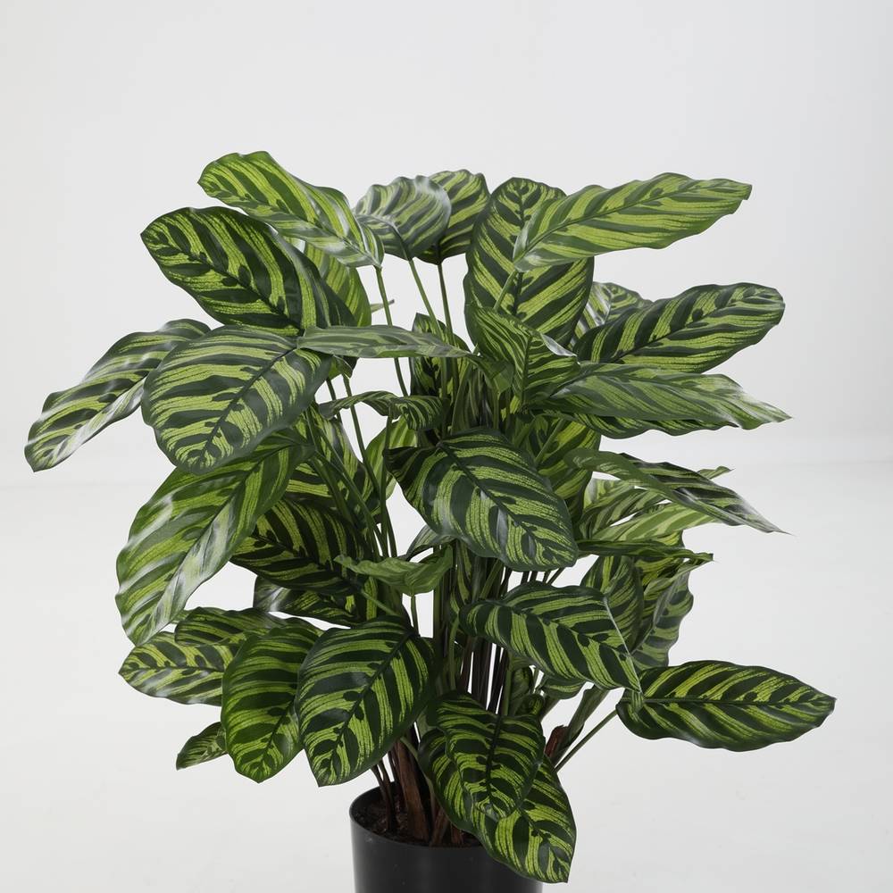 Seiden Calathea Makoyana L78cm