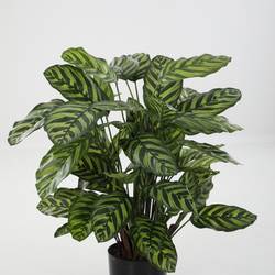 Seiden Calathea Makoyana L78cm