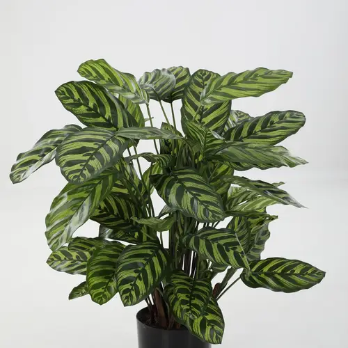 Seiden Calathea Makoyana L78cm