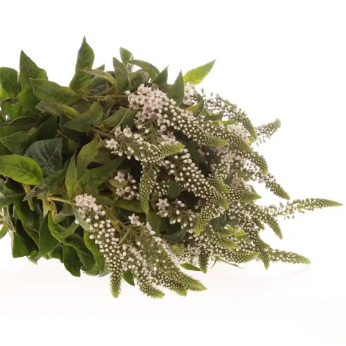 Lysemachia weiss Bündel 40cm