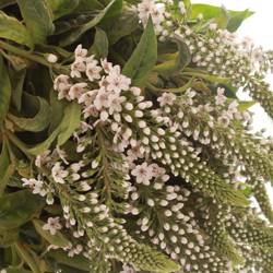 Lysemachia weiss Bündel 40cm