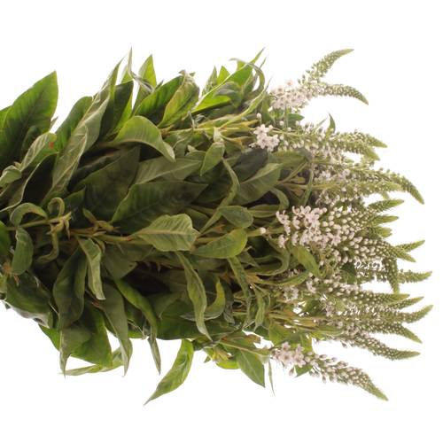 Lysemachia weiss Bündel 40cm