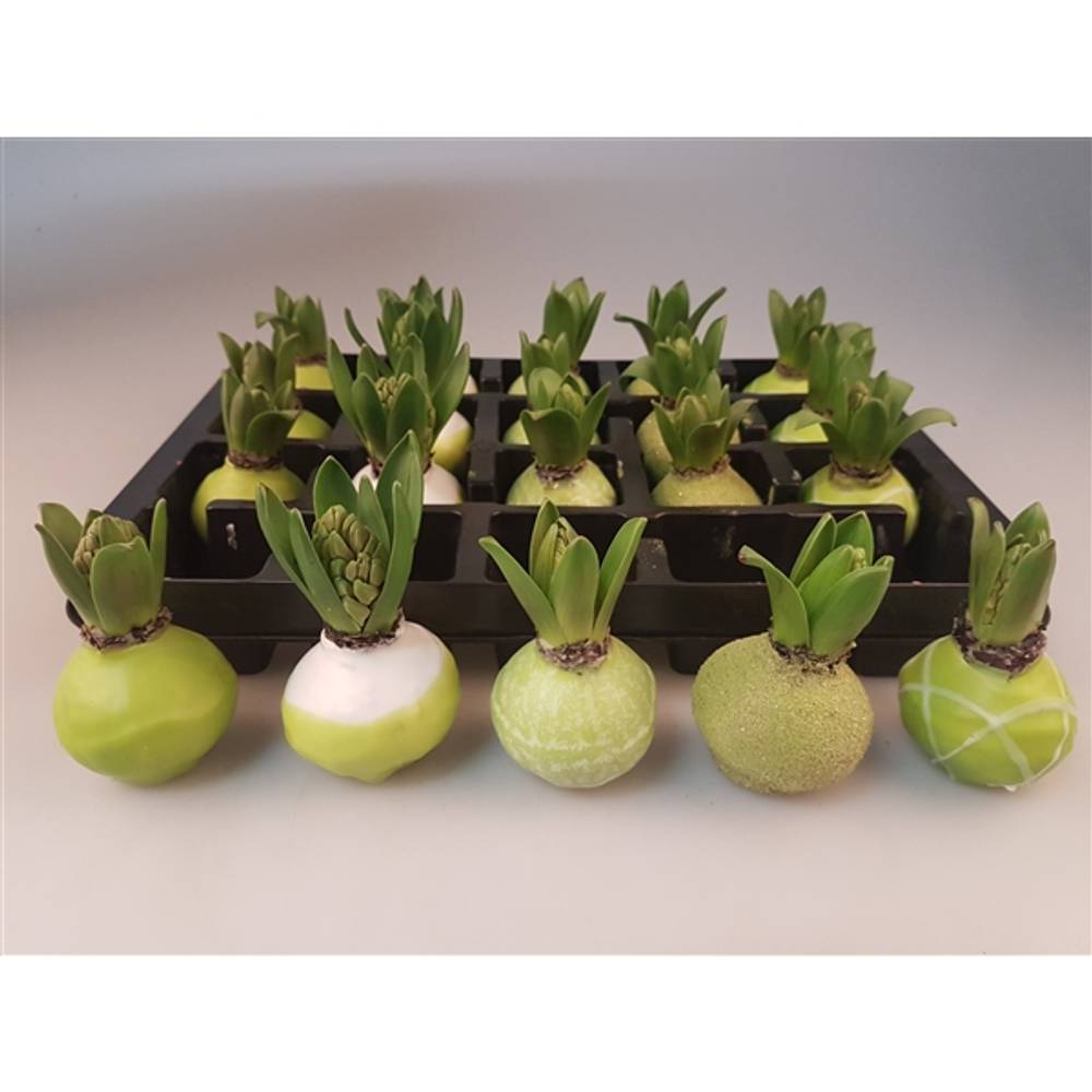 Hyac.Wachs mix Lime H008