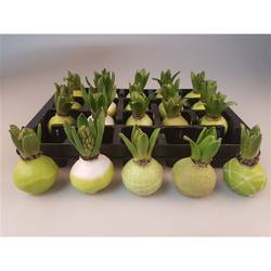Hyac.Wachs mix Lime H008