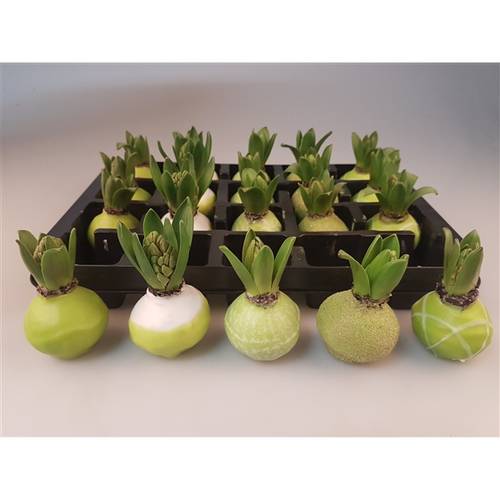 Hyac.Wachs mix Lime H008