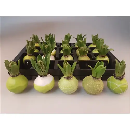 Hyac.Wachs mix Lime H008