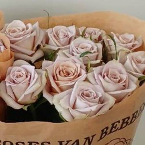 Rose beige Louvre 50cm