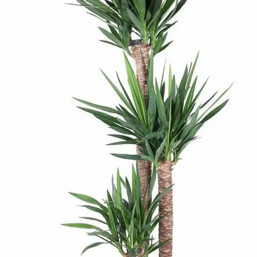 Yucca 3er 120-90-45 T32 H170