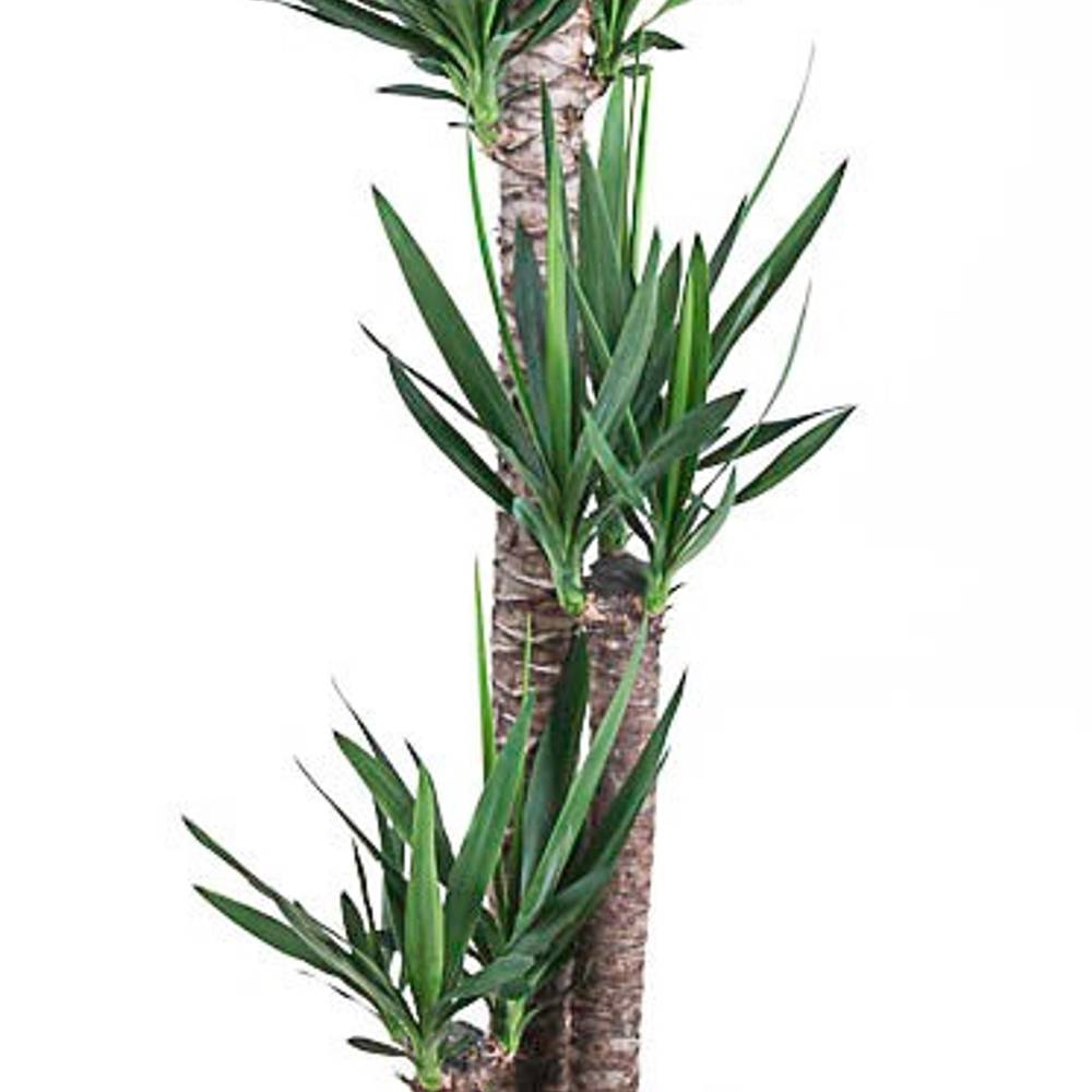 Yucca 3er 120-90-45 T32 H170