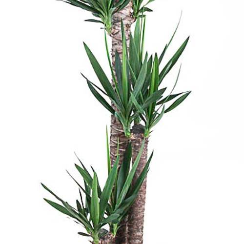 Yucca 3er 120-90-45 T32 H170