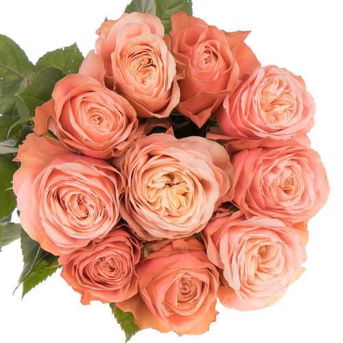 Rose lachs Kahala 40cm