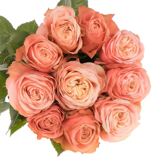 Rose lachs Kahala 40cm