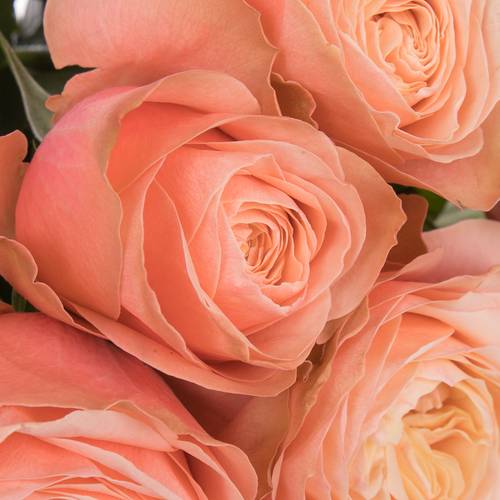 Rose lachs Kahala 40cm