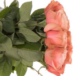 Rose lachs Kahala 40cm