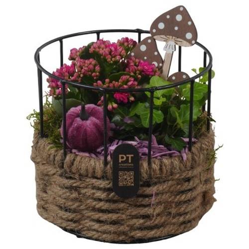 Kal.Arr PTHI3359 Herbst T17 H019