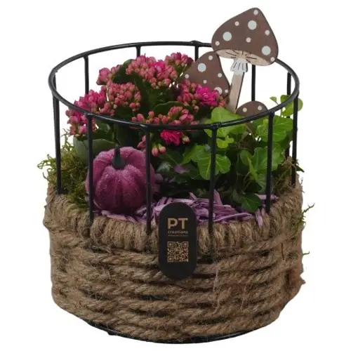 Kal.Arr PTHI3359 Herbst T17 H019
