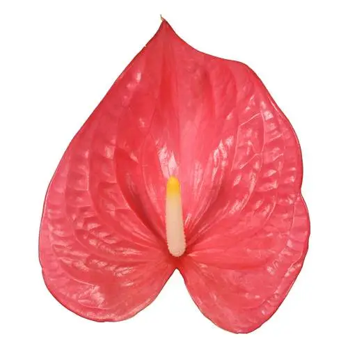 Anthurium rosa Maine Blüte 15cm