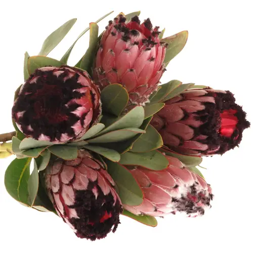 Protea rosa Didi 50cm