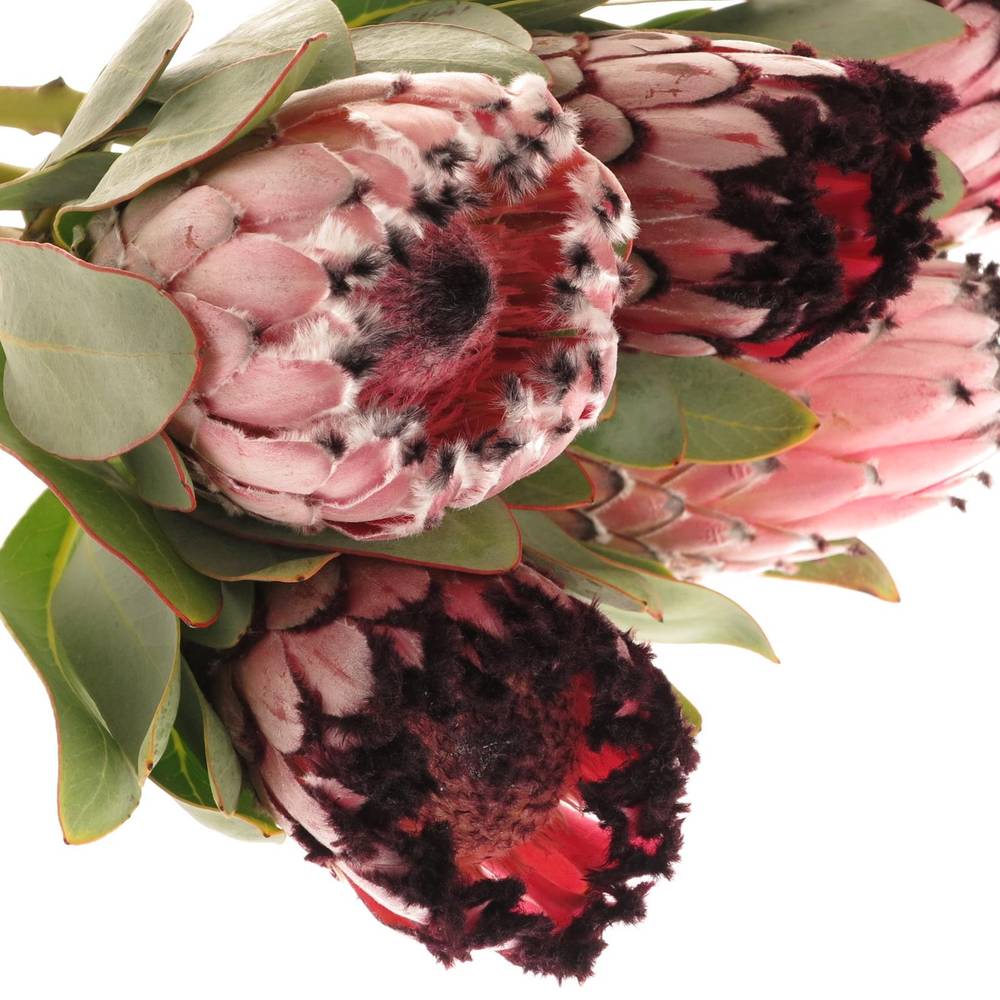 Protea rosa Didi 50cm