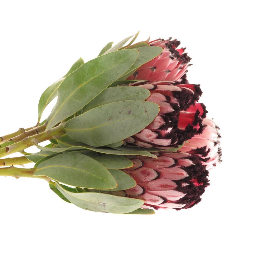 Protea rosa Didi 50cm
